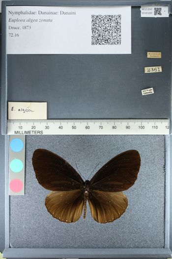 Media type: image;   Entomology 161237